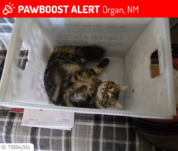 Lost Male Cat last seen 4th, Organ, NM 88052