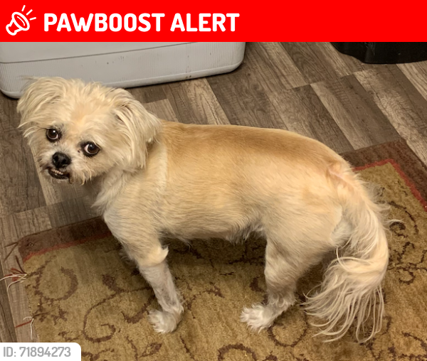 Lost Female Dog last seen Park West Mobile  Park, Desert Hot Springs CA (Pierson and Indian), Desert Hot Springs, CA 92240