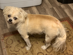 Lost Female Dog last seen Park West Mobile  Park, Desert Hot Springs CA (Pierson and Indian), Desert Hot Springs, CA 92240
