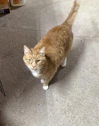 Lost Male Cat last seen Pompey Center Road and Indian Hill Road, Manlius, NY 13104