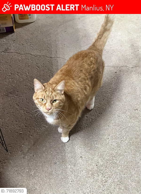 Lost Male Cat last seen Pompey Center Road and Indian Hill Road, Manlius, NY 13104