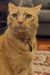 Lost Male Cat last seen Douglass Ln/Fruitvale Ave, Saratoga, CA 95070