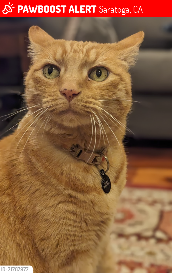 Lost Male Cat last seen Douglass Ln/Fruitvale Ave, Saratoga, CA 95070