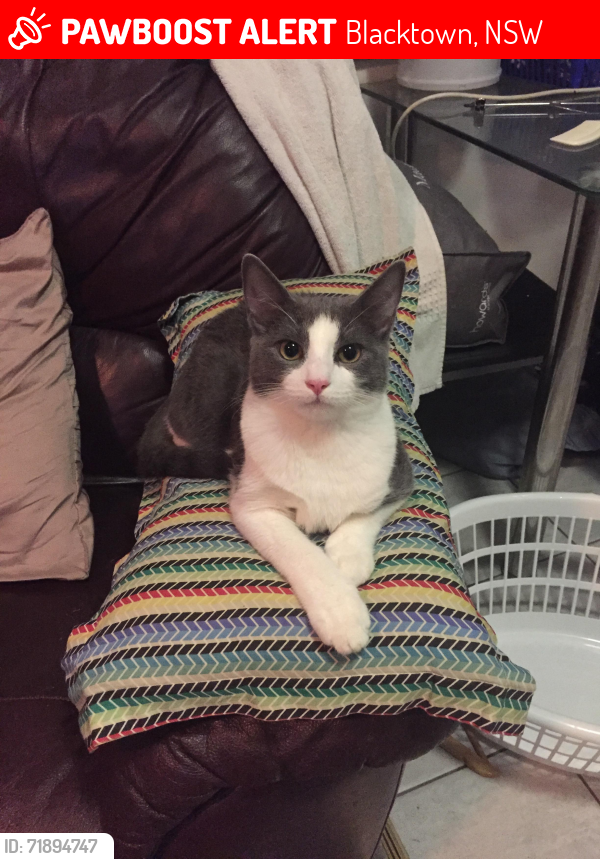 Lost Male Cat last seen Cnr Sparkle Ave ( up from the tailor shop hse on corner) & cnr Starr Place blacktown, Blacktown, NSW 2148