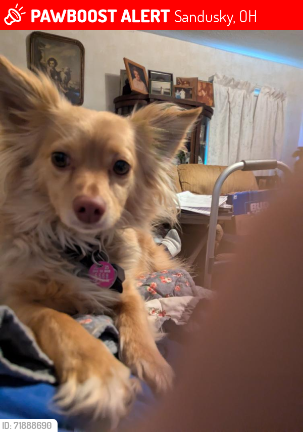 Lost Male Dog last seen Harrison St, Sandusky, OH 44870