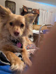 Lost Male Dog last seen Harrison St, Sandusky, OH 44870