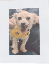 Lost Female Dog last seen W Douglas Blvd and S Albany , Chicago, IL 60623
