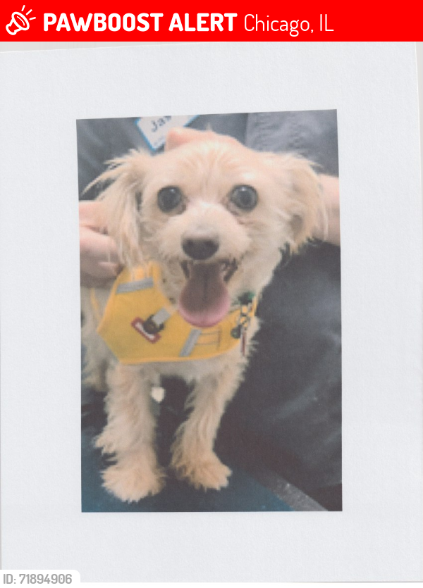 Lost Female Dog last seen W Douglas Blvd and S Albany , Chicago, IL 60623