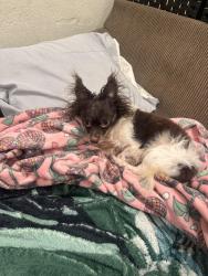 Lost Male Dog last seen Main st, Corona, CA 92879