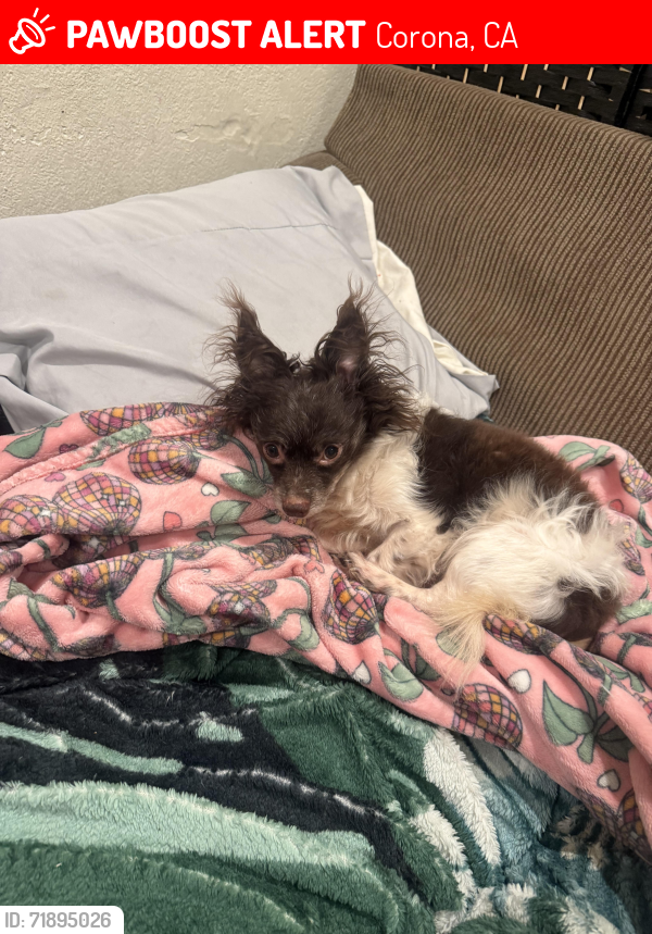 Lost Male Dog last seen Main st, Corona, CA 92879