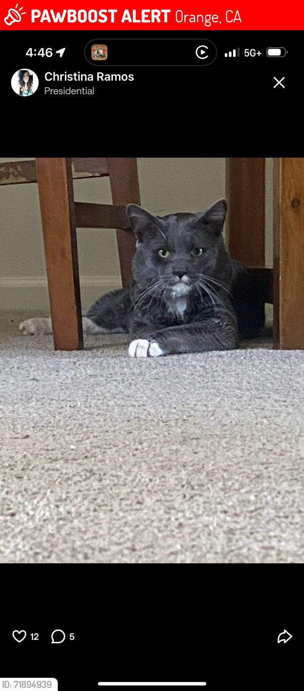 Lost Male Cat last seen Handy and Locust Ave, Orange, CA 92867