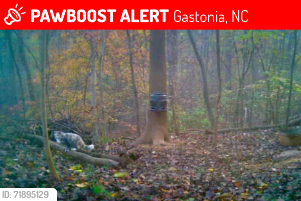 Lost Female Cat last seen Cramerton Road, Gastonia, NC 28056