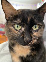 Lost Female Cat last seen Carlen St, Richville Rd , Manchester, VT 05255