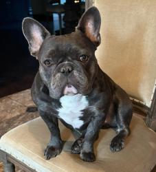 Lost Male Dog last seen Bills Creek and Dream Chasin Dr, Winfield, WV 25213