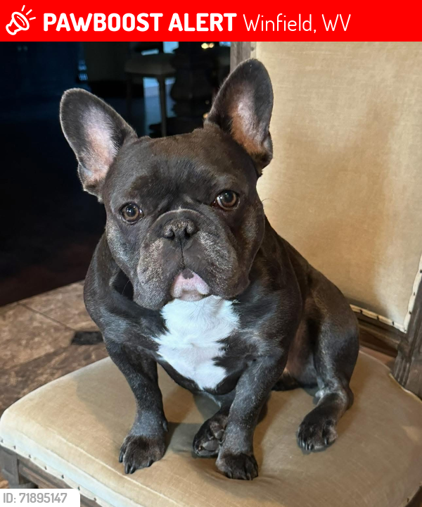 Lost Male Dog last seen Bills Creek and Dream Chasin Dr, Winfield, WV 25213