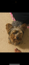 Lost Male Dog last seen Geer street, Durham, NC 27704