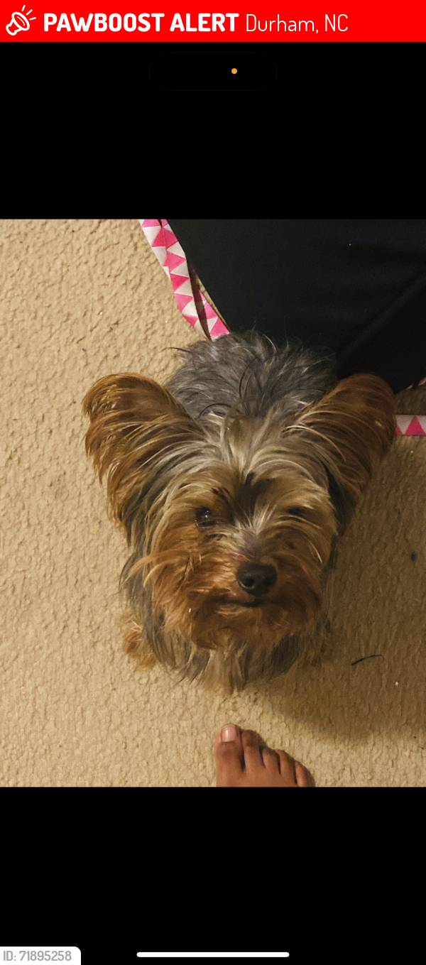 Lost Male Dog last seen Geer street, Durham, NC 27704