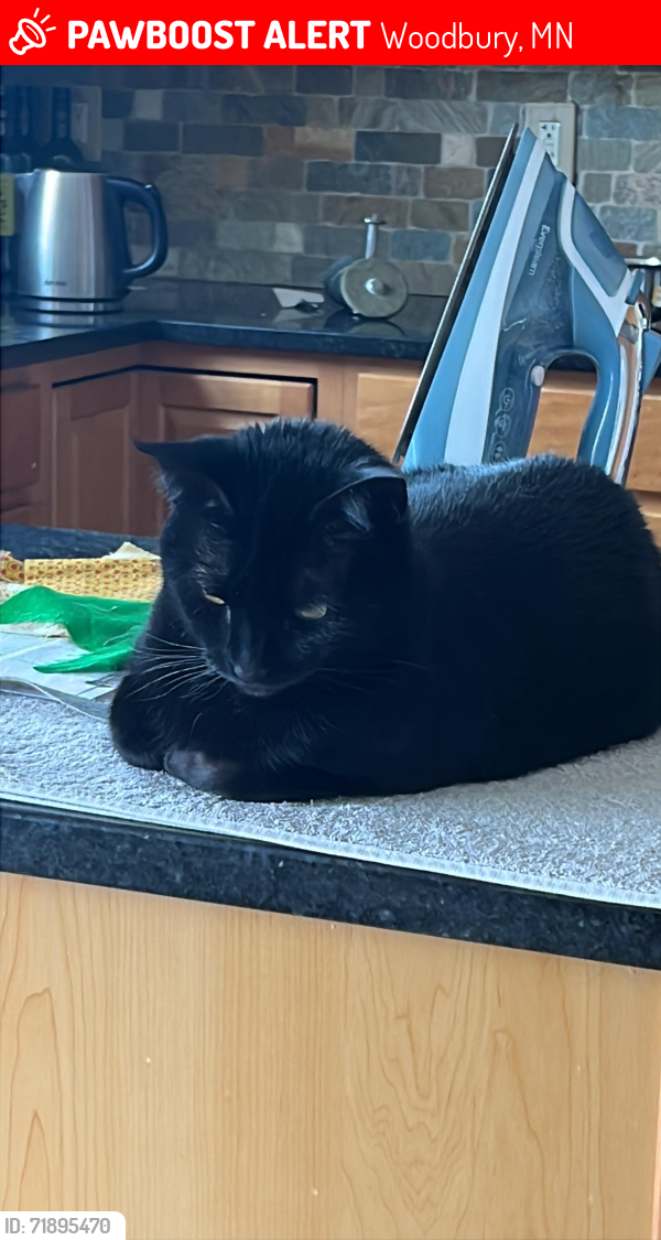 Lost Female Cat last seen Turnberry Park, Woodbury, MN 55129