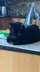 Lost Female Cat last seen Turnberry Park, Woodbury, MN 55129