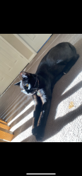 Lost Male Cat last seen mcneill blvd, Greater Sudbury, ON P3C