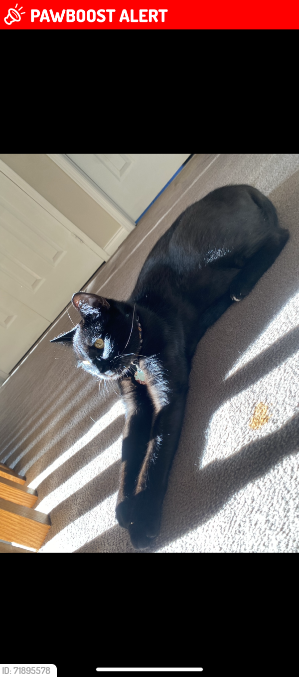 Lost Male Cat last seen mcneill blvd, Greater Sudbury, ON P3C
