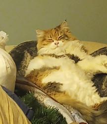 Lost Female Cat last seen Holton Duck Lake Rd & Ruprecht Rd, near Twisting Trails, Twin Lake, MI 49457