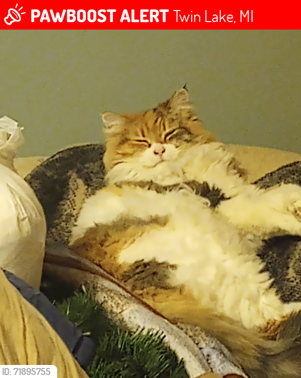 Lost Female Cat last seen Holton Duck Lake Rd & Ruprecht Rd, near Twisting Trails, Twin Lake, MI 49457