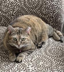 Lost Female Cat last seen Remington Heights, Raleigh, NC 27616