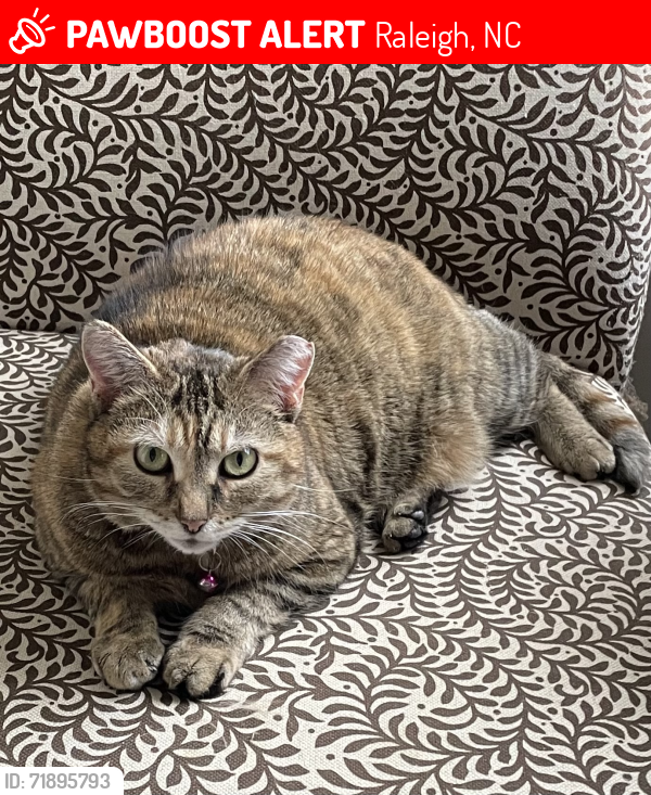 Lost Female Cat last seen Remington Heights, Raleigh, NC 27616