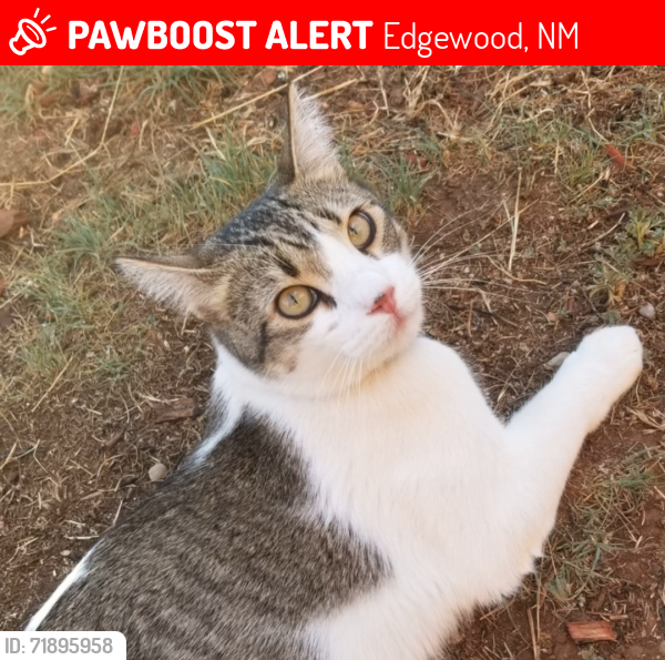 Lost Male Cat last seen  Via Tortuga and Horton , Edgewood, NM 87015