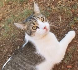 Lost Male Cat last seen  Via Tortuga and Horton , Edgewood, NM 87015