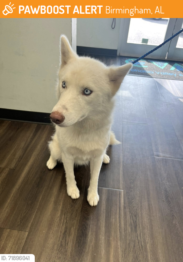 Found/Stray Female Dog last seen Near Caldwell Mill Rd, Birmingham, AL 35242, Birmingham, AL 35242