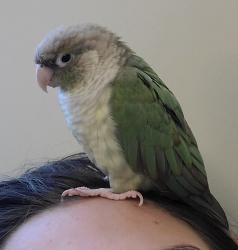 Lost Female Bird last seen Sandleton Way and Churchill Lane in Evans GA, Evans, GA 30809