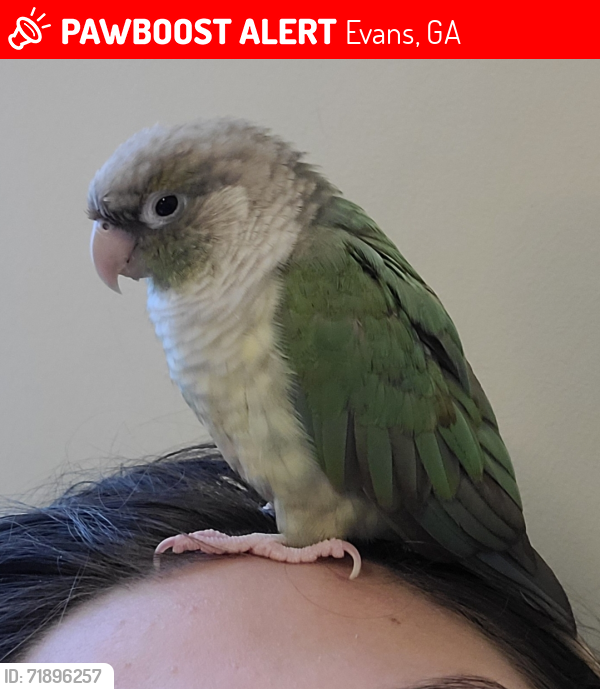 Lost Female Bird last seen Sandleton Way and Churchill Lane in Evans GA, Evans, GA 30809