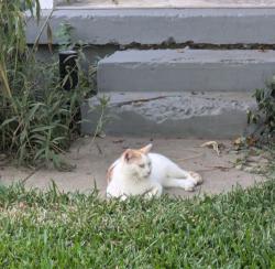 Lost Male Cat last seen Oakwood, Denton, TX 76205