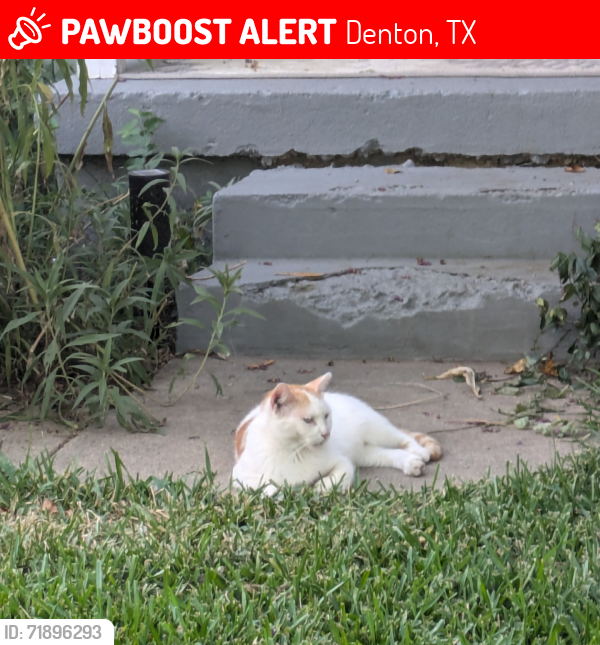 Lost Male Cat last seen Oakwood, Denton, TX 76205