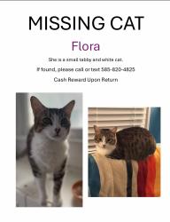 Lost Female Cat last seen Se 51st Ave , Oatfield, OR 97222