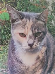 Lost Female Cat last seen Lincoln Street, Etna, Pittsburgh, PA 15223