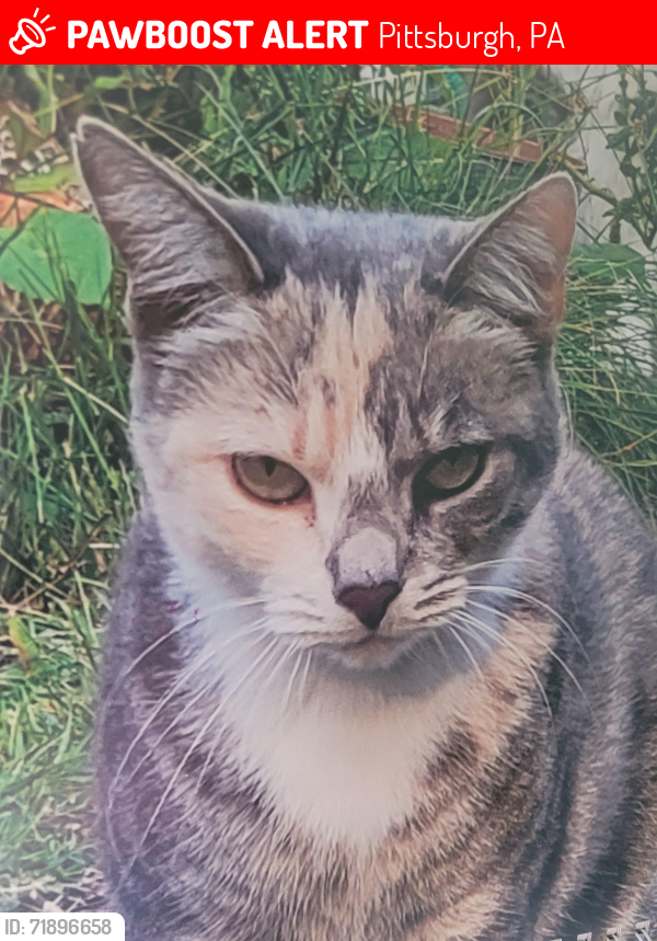 Lost Female Cat last seen Lincoln Street, Etna, Pittsburgh, PA 15223