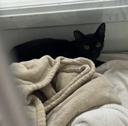 Lost Female Cat last seen Near NW 59th Terrace, miami FL 33127, Miami, FL 33127