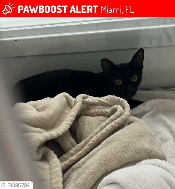 Lost Female Cat last seen Near NW 59th Terrace, miami FL 33127, Miami, FL 33127