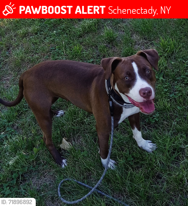 Lost Female Dog last seen Craig Street , Schenectady, NY 12307