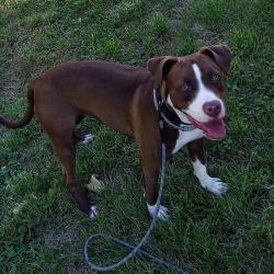 Lost Female Dog last seen Craig Street , Schenectady, NY 12307