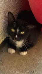 Lost Male Cat last seen Temperance and Barstow, Clovis, CA 93611