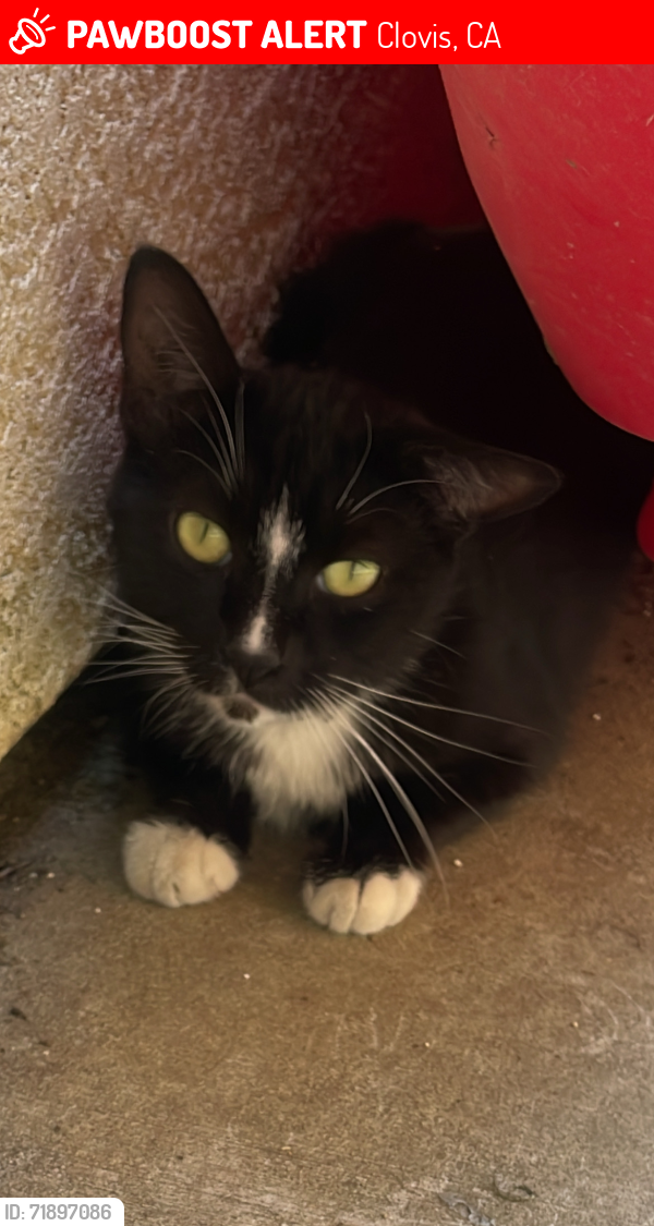 Lost Male Cat last seen Temperance and Barstow, Clovis, CA 93611