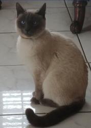 Lost Male Cat last seen 1st Street and Palm Street, Santa Ana, CA 92701