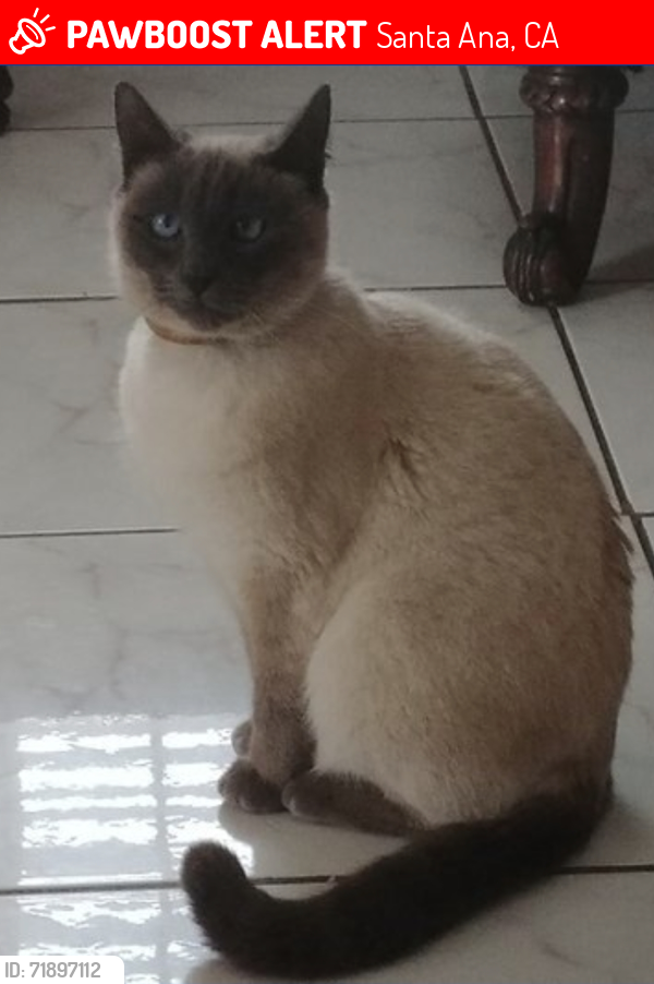 Lost Male Cat last seen 1st Street and Palm Street, Santa Ana, CA 92701