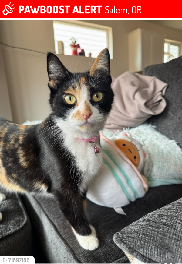 Lost Female Cat last seen Greencrest st and Oregano, Salem, OR 97301