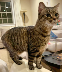 Lost Female Cat last seen Glenridge Way and General Rees Ave, Winter Park, FL 32789