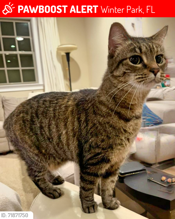 Lost Female Cat last seen Glenridge Way and General Rees Ave, Winter Park, FL 32789